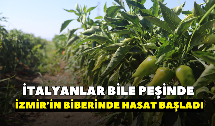 İtalyanlar bu biberin peşinde! İzmir’in coğrafi işaretli biberinde  hasat başladı