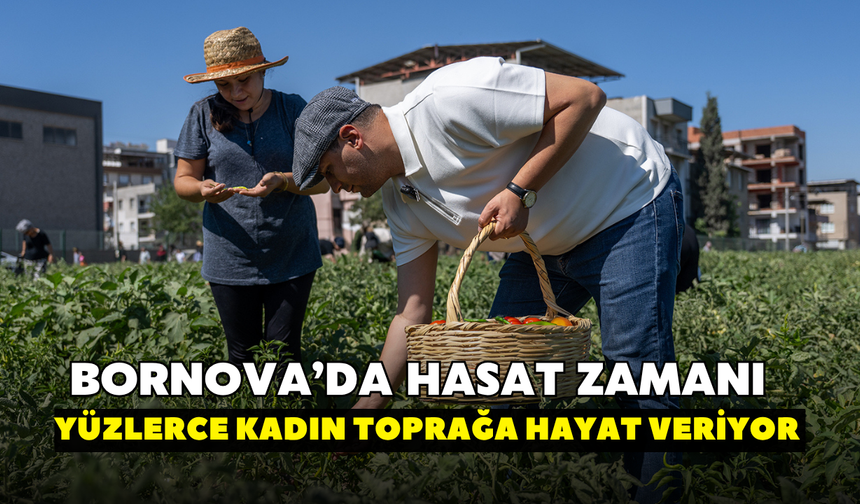 Bornova’da hasat zamanı!Yüzlerce kadın toprağa hayat veriyor