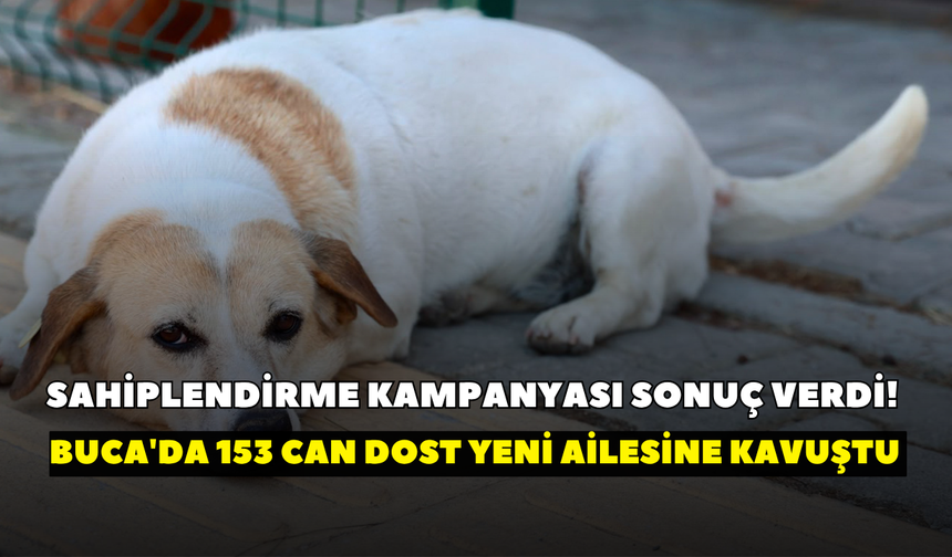 Sahiplendirme kampanyası sonuç verdi! Buca'da 153 can dost yeni ailesine kavuştu