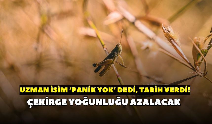 Uzmandan çekirge yoğunluğu açıklaması: Panik yapmayın, 10-15 günde azalma yaşanacak