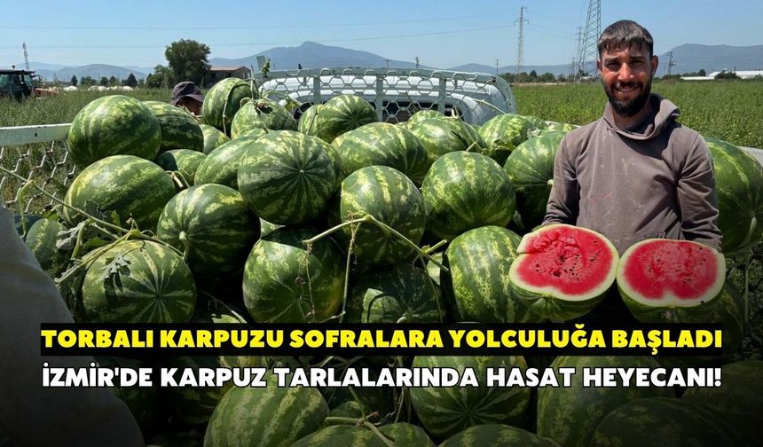 İzmir'de karpuz tarlalarında hasat heyecanı! Torbalı karpuzu sofralara yolculuğa başladı