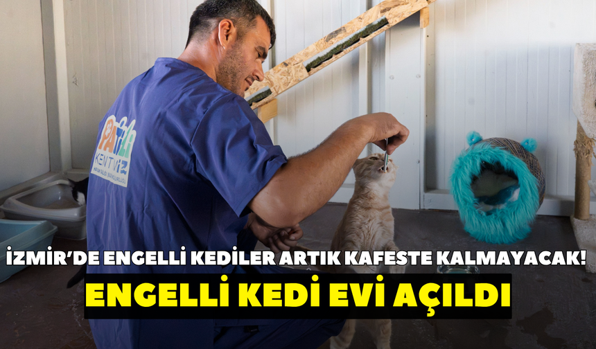 İzmir’de engelli kediler artık kafeste kalmayacak! Engelli Kedi Evi açıldı