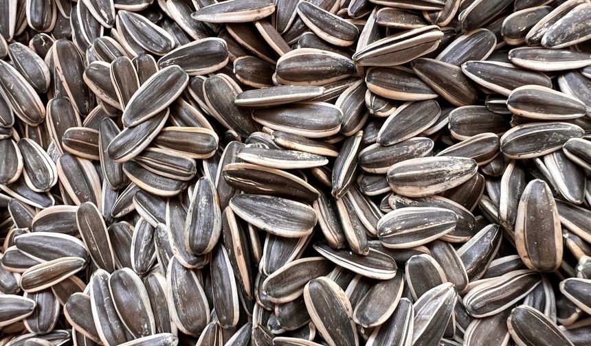 Çekirdek sevenlere müjde! Yağışlar rekolteyi artırdı: Kilosu ne kadar olacak?