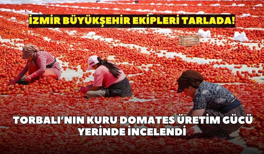 İzmir Büyükşehir ekipleri tarlada! Torbalı’nın kuru domates üretim gücü yerinde incelendi