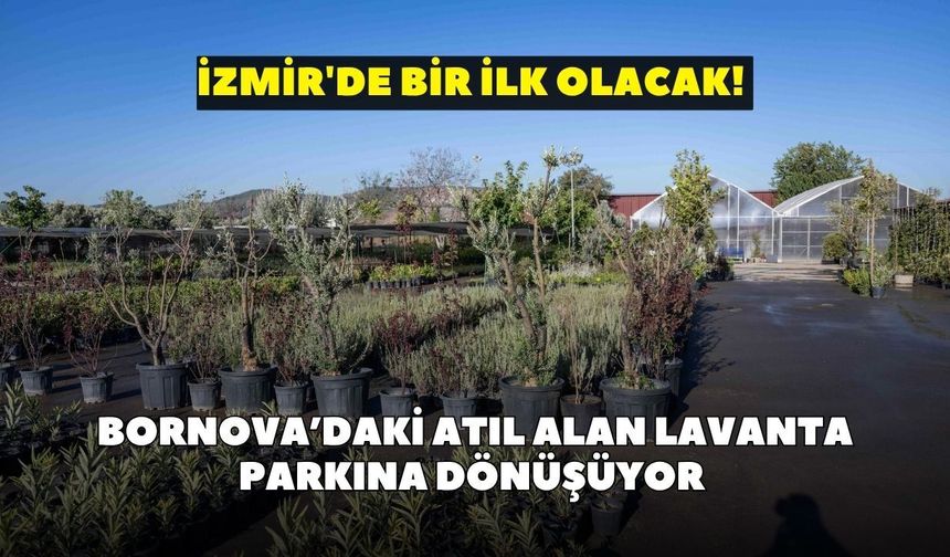 İzmir'de bir ilk olacak! Bornova’daki atıl alan lavanta parkına dönüşüyor