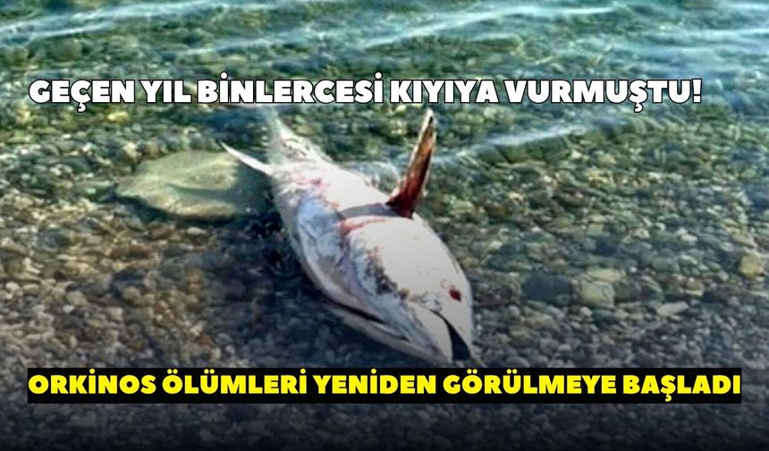 Çeşme ve Karaburun’da çevre alarmı! Ölü orkinoslar yeniden kıyıya vurdu