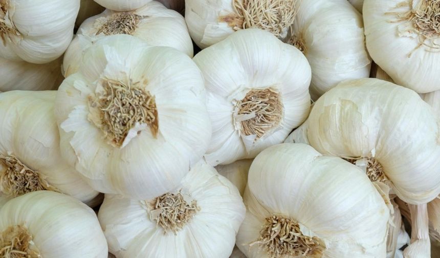 Herkes bir şekilde saklıyor ama doğrusunu bilmiyor! Sarımsak nasıl saklanmalı? Uzun süre taze kalmasının sırrı buymuş