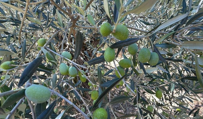 Ayvalık’ta zeytin sezonu için dikkat çeken tahmin! Hasat 20 gün öne çekilebilir