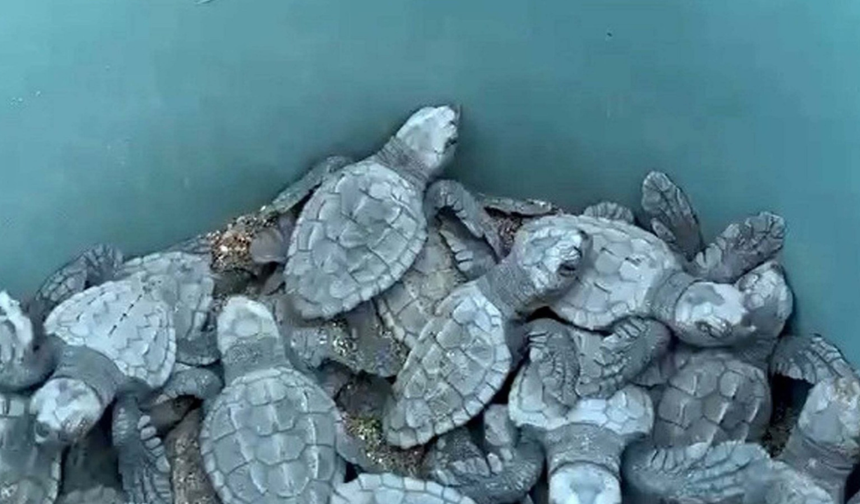 İztuzu Sahili'nde caretta caretta mesaisi! Binlerce yavru yuvaya kavuştu