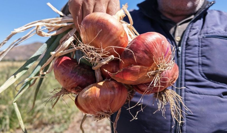Günlük kazanç 10 bin liraya çıkıyor! 300 işçi günde 200 ton ürünü satışa hazırlıyor