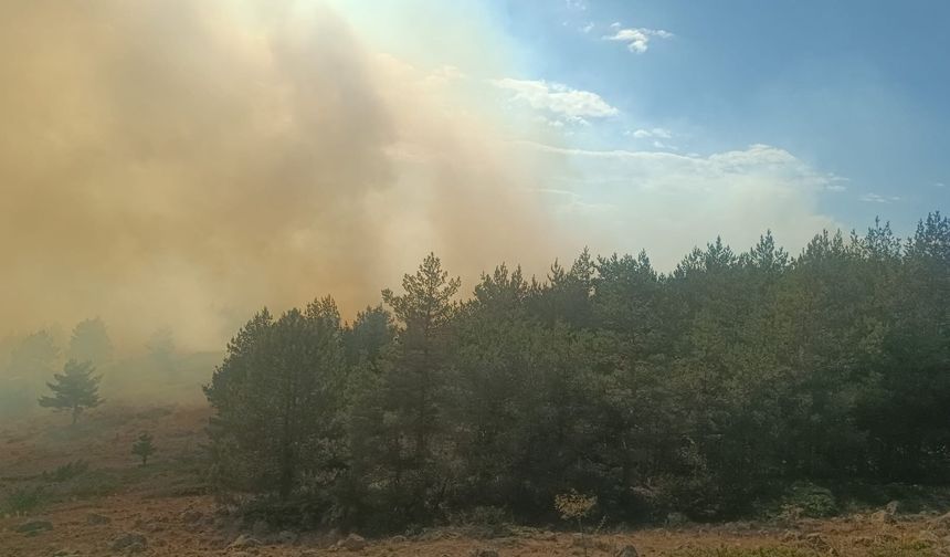 Son Dakika: Anız yangını ormana sıçradı! Havadan ve karadan müdahale sürüyor