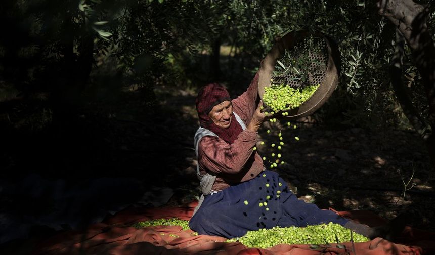 Asırlık zeytin ağaçlarının gölgesinde hasat! Derik’te üreticilerin yoğun mesaisi