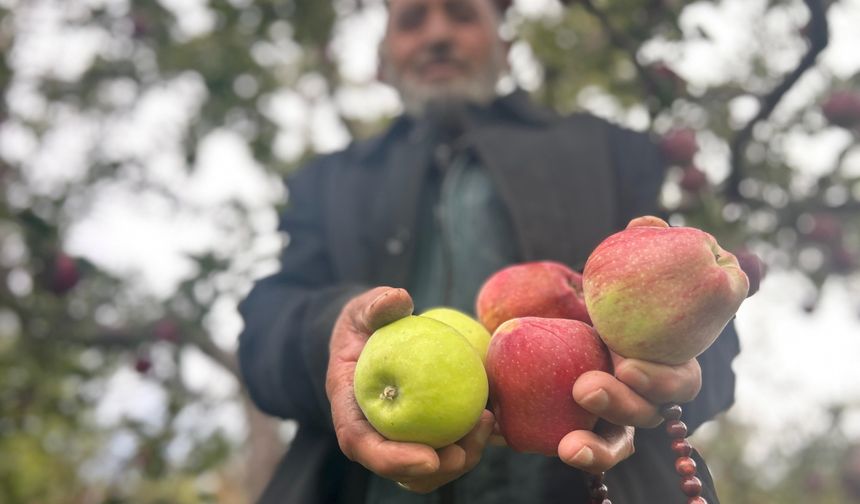 Çorak araziyi meyve bahçesine dönüştürdü, aynı ağaçta hem kırmızı hem yeşil elma yetiştirdi!