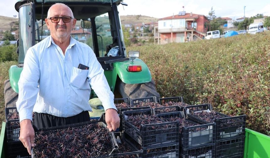 Herkes yetişmez dedi, 10 bin kök ile bahçe kurdu! 40 ton ürün bekleniyor