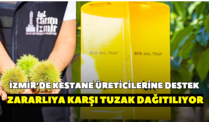 İzmir’de kestane üreticilerine destek! Zararlıya karşı tuzak dağıtılıyor