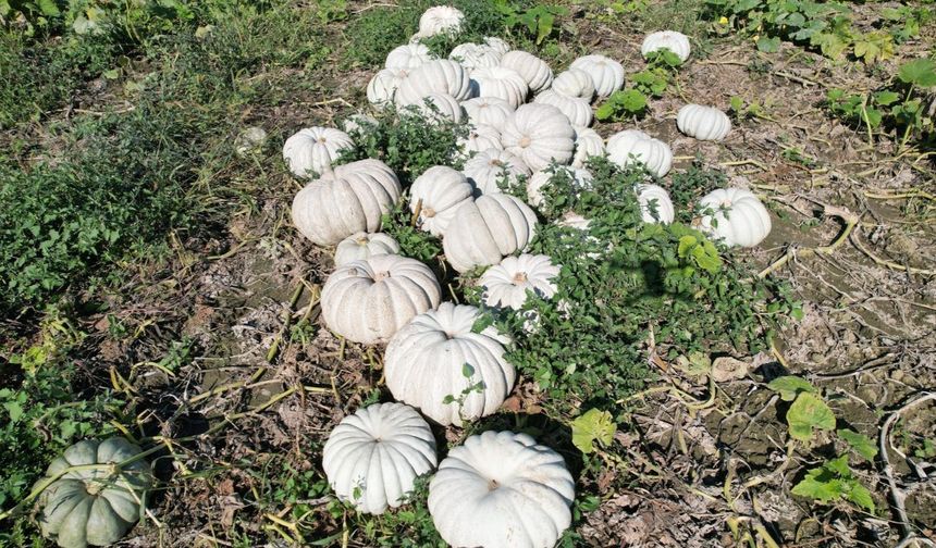 Bal kabağında hasat mesaisi! Fiyatı belli oldu: Tarlada 10, 15 Lira