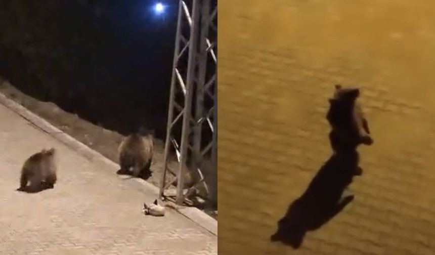 Yerleşim yerine inen ayılar kamerada! Anne ayı yavrularıyla çöp karıştırdı