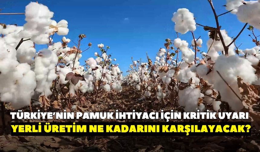 Pamukta verim arttı, ekim alanları azaldı! Ege’de dikkat çeken tablo