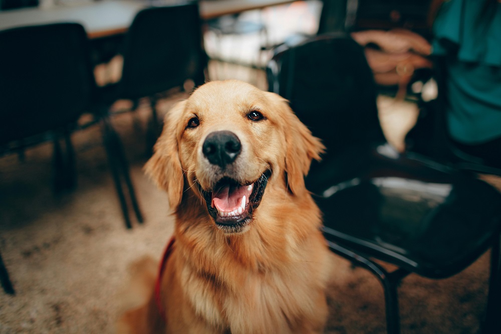 Evde Bakılacak Köpek Cinsleri (1)