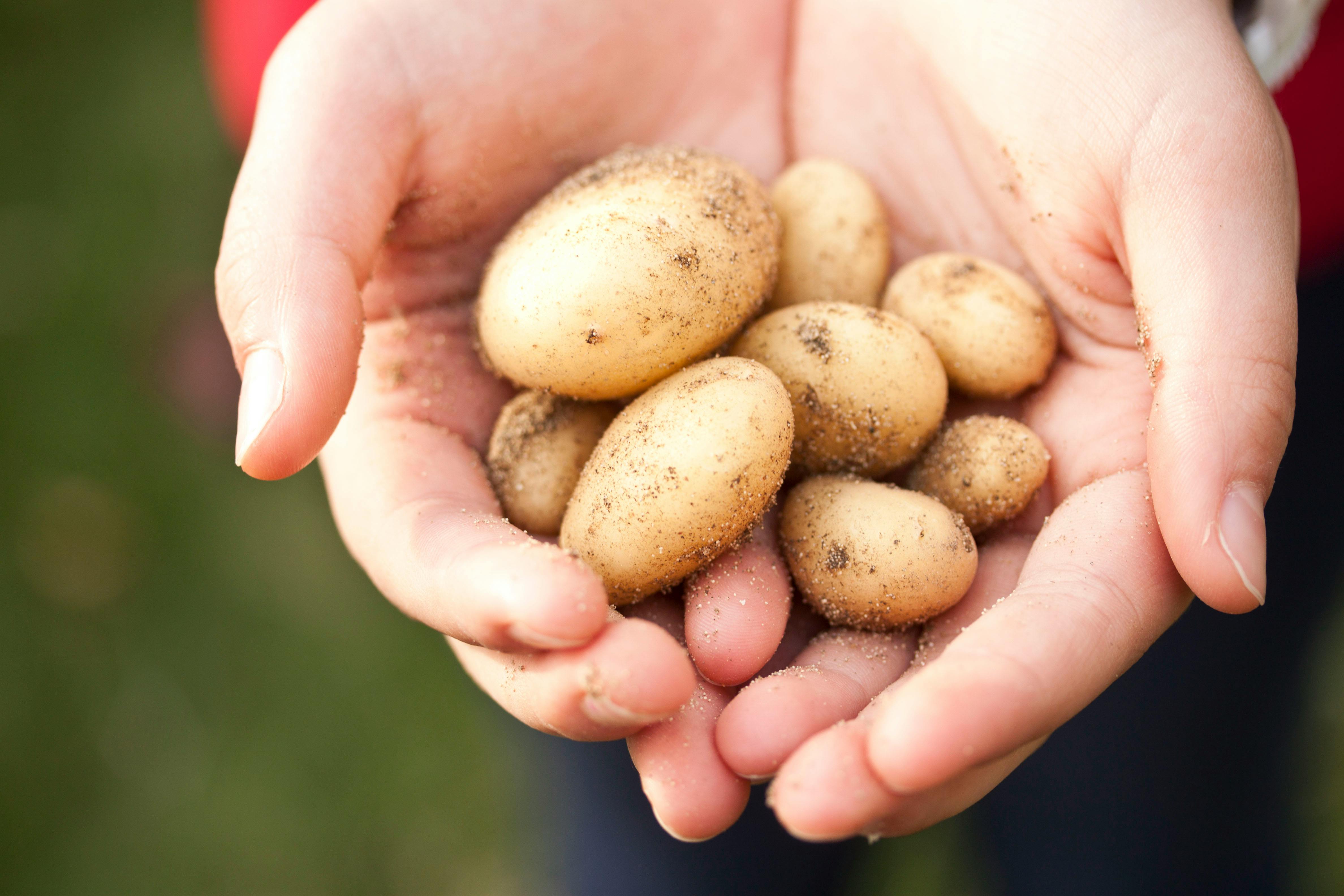 Filizlenen Patates Yenir Mi