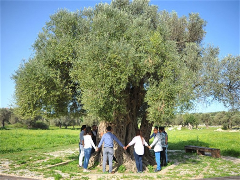 Teos Antik Zeytin Ağacı (1)