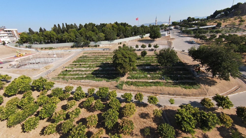 Mahalle Bostanları Hasat Izmir (1)