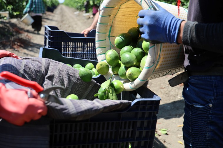 Adanada Mayer Cinsi Limon Hasadi Basladi Fiyatlar Yuksek Seviyede1