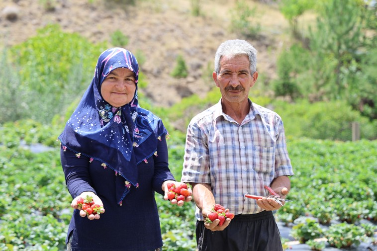 Almanyadan Sivasa Uzanan Cilek Tarimi