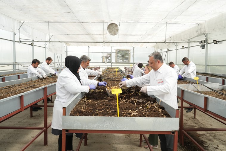 Patates Arastirma Enstitusunden Yerli Patates Cesitleri Ciftcilere Sunuldu1