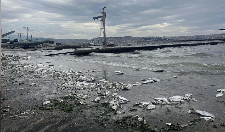 Körfezdeki Kirlilik Balık Satışlarını Yarı Yarıya Azalttı