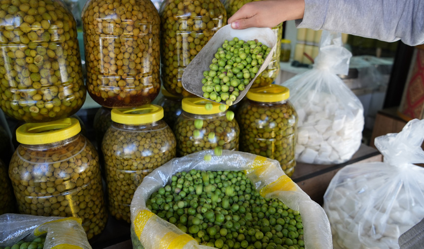 Sofralık yeşil zeytin hasadı başladı