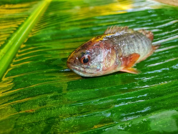 Depositphotos 620357308 Stock Photo Big Anabas Fish Green Banana