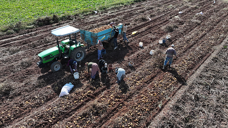 Kayseride Patates Hasadi Basladi 846 Bin Ton Rekolte Bekleniyor1