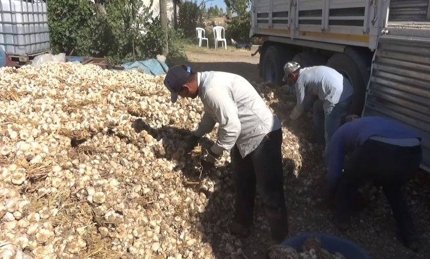 Organik Sarimsak Uretimi Artiyor Yurtdisinda Yogun Talep Var1