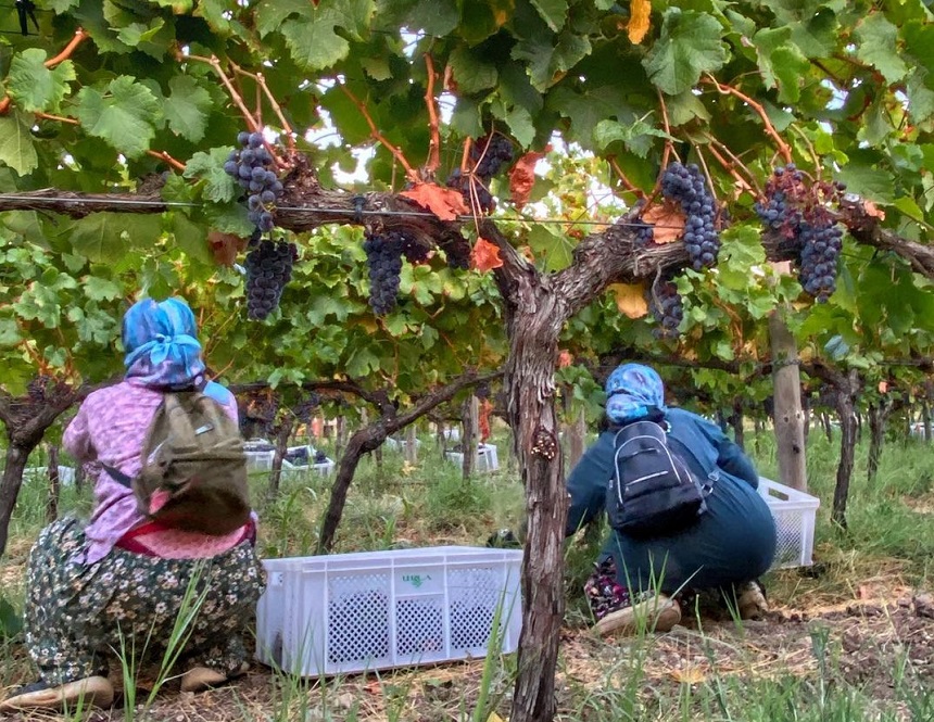 Urla Arboretum