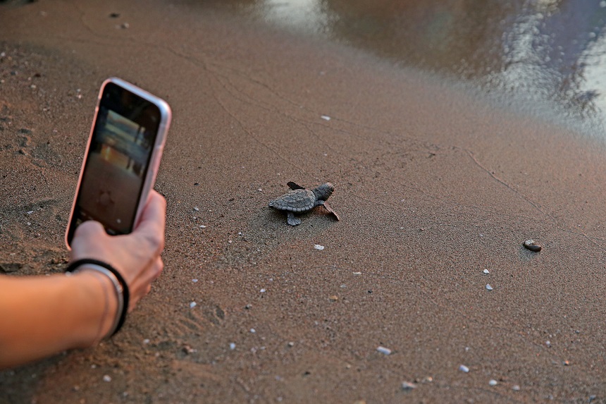 Caretta Caretta Iztuzu2