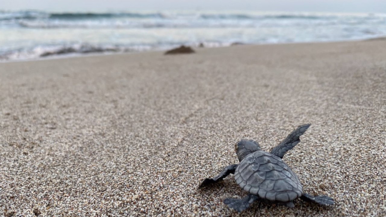 Caretta Caretta Iztuzu3