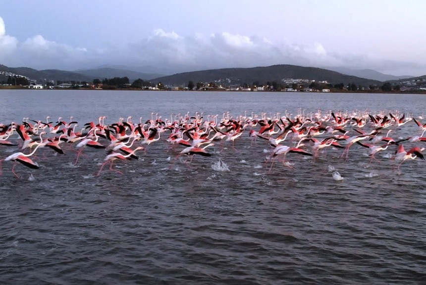 Flamingo Köpük Tehdidi (2)