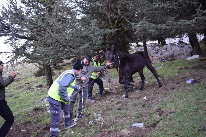 Hatay Katır (1)