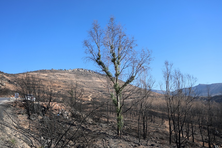 Izmir Orman Yangını (1)