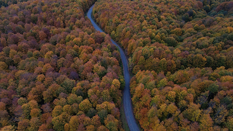 Kastamonu Ormanları