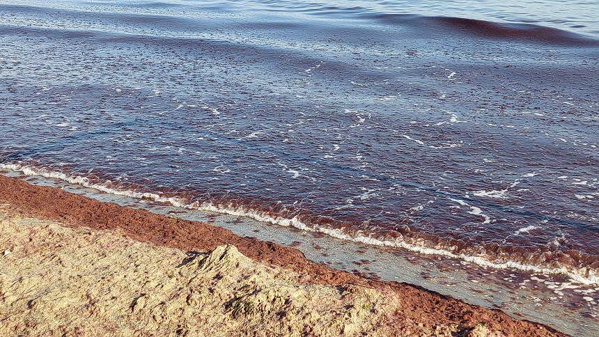 Tekirdağ Kıyıları (2)