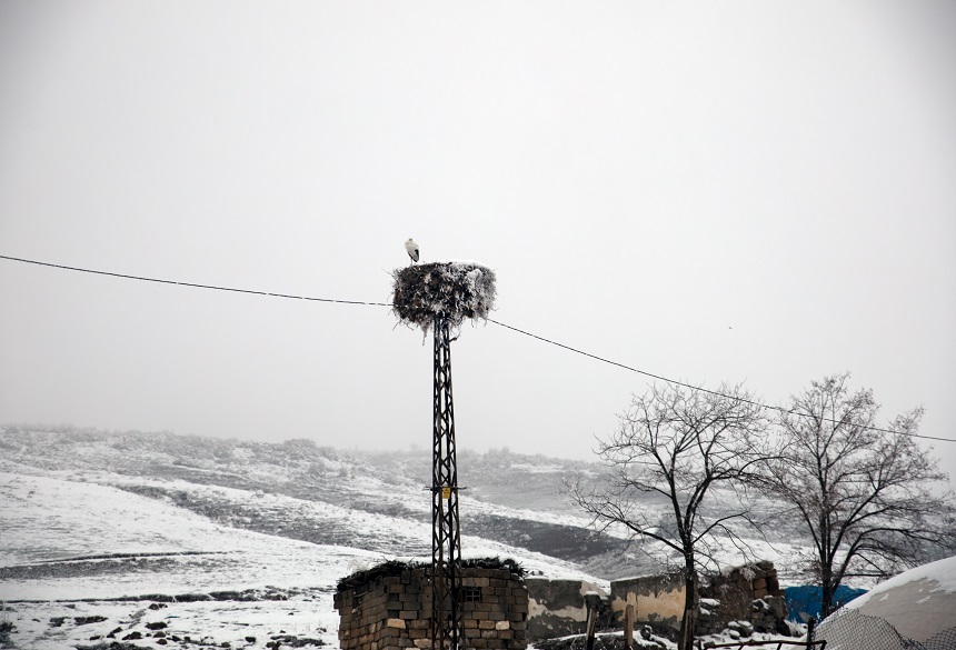 Bitlis Leylek (1)