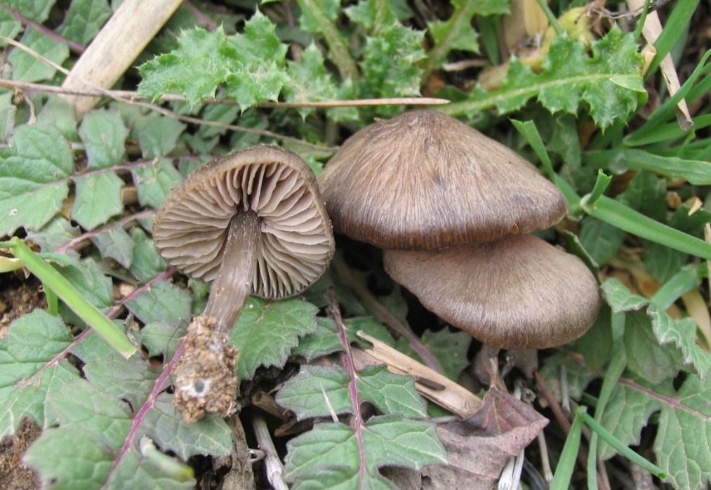 Entoloma Mantar Türleri (2)