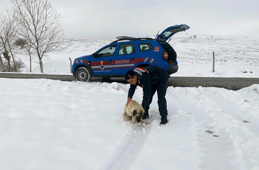 Jandarma Ekipleri Sokak Hayvanları (2)