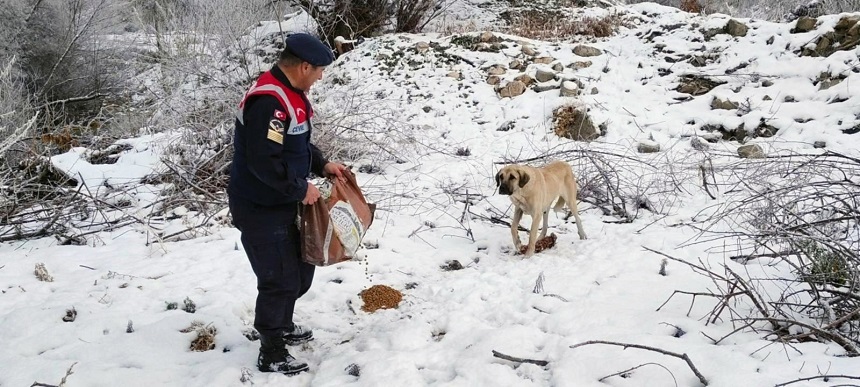 Jandarma Ekipleri Sokak Hayvanları (3)