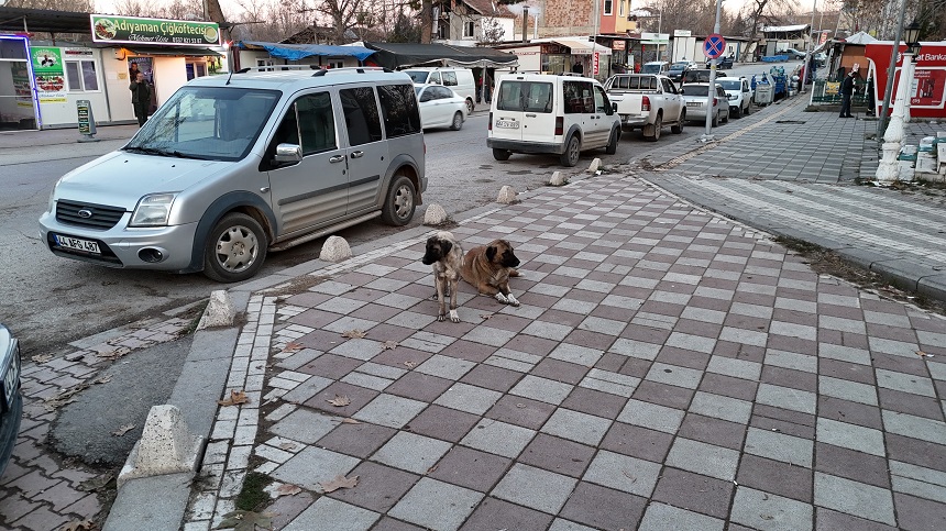 Malatya Sokak Hayvanları (3)