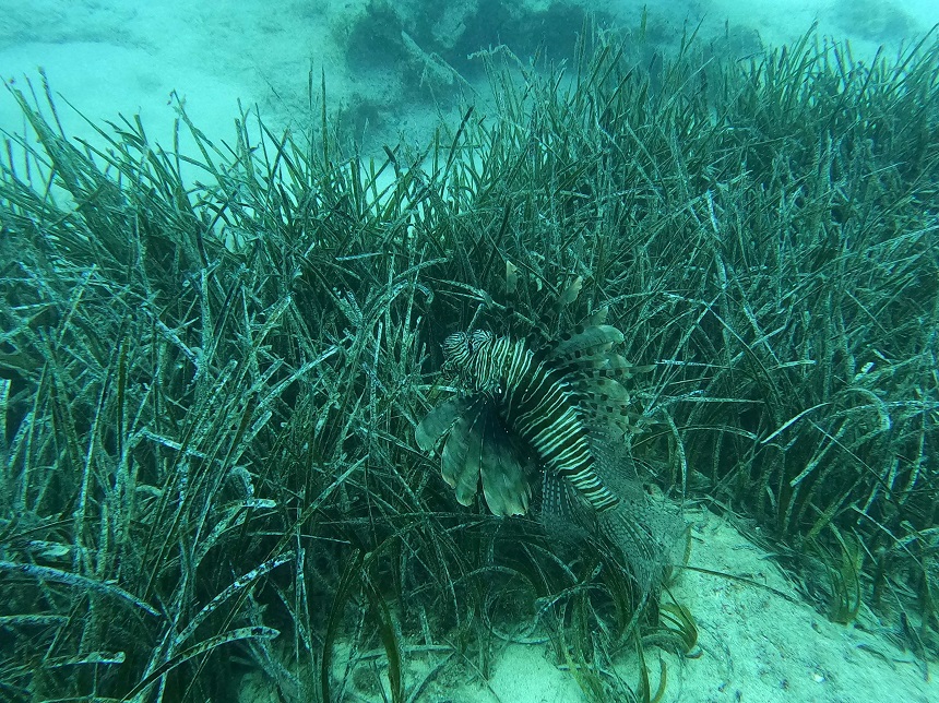 Saros Ve Göcek Sualtı (2)