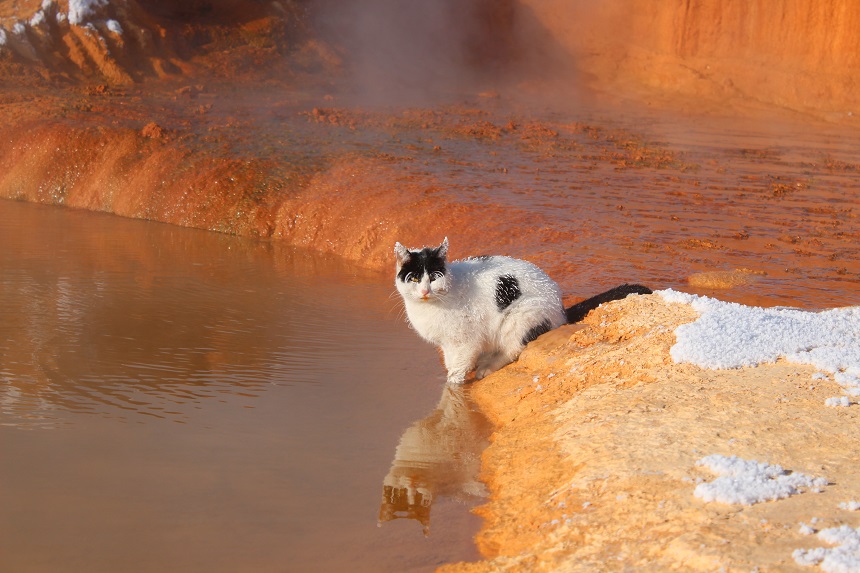 Sibirya Soğuğu Ve Donan Kedi (2)