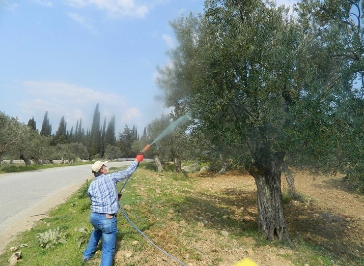 Zeytinde Halkalı Leke Hastalığı (1)